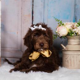 Bordoodle Puppies from 2J 2K Bordoodles