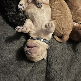 Poodle Puppies from Pawsable Prospects