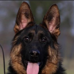 German Shepherd All Grown Up from German shepherd