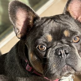 French Bulldogs from Patricia Hoinski's Fureverloved Frenchies