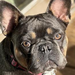 French Bulldogs from Patricia Hoinski's Fureverloved Frenchies