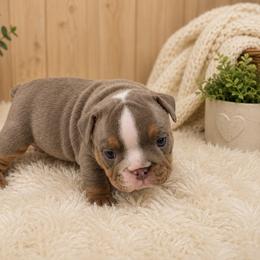 Bobby - Lilac tri-color male Bulldog puppy in Bell Gardens, California from G bulldogs