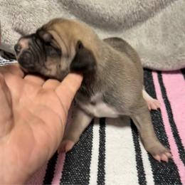 Girl 3 - Fawn female Great Dane puppy in Indianola, Iowa from Bull West Kennels