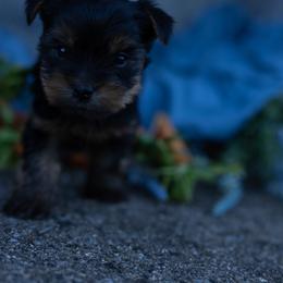 Levi - Black and tan male Yorkshire Terrier puppy in Bruceville, Indiana from Baby Girl’s Yorkies, Shih-Tzu, Shorkies