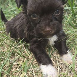 Ricky - Havanese puppy from Havanese Puppies Columbus