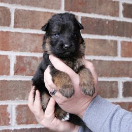 Boy 2 - Black and red male German Shepherd puppy in Mount Vernon, Missouri from German Haus German Shepherds LLC