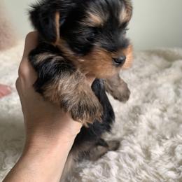 Boy 2 - Black and tan male Yorkshire Terrier puppy in Willow Grove, Pennsylvania from Willow Grove Yorkie