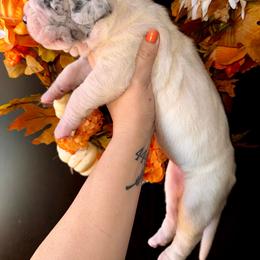 Sally - Merle female Great Dane puppy in Latrobe, Pennsylvania from Country Danes