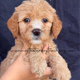 Wheat - Cream female Goldendoodle puppy in Lancaster, Minnesota from North Star Dog Training