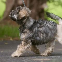 Lowchen Puppies from Earnest Kennel