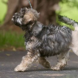 Lowchen Puppies from Earnest Kennel