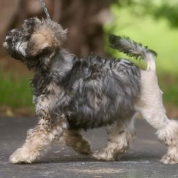 Lowchen Puppies from Earnest Kennel