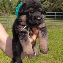 Turquoise - Black and red female German Shepherd puppy in Gustavus, Ohio from Cross Kreek Kennels