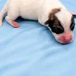Woody - Tri-color male Coton de Tulear puppy in Pflugerville, Texas from Beethoven’s Cotons