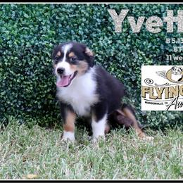 Yvette - Black tri female Miniature Australian Shepherd puppy in Madisonville, Texas from Flying LL Aussies
