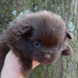 Cherokee pup 4 - Chocolate female Pomeranian puppy in Carrollton, Georgia from B AND R'S POMERANIAN'S