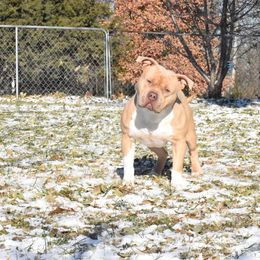 American Bully Puppies from Wulfsbane American Bullies