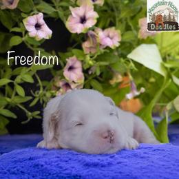 Freedom - Cream male Australian Labradoodle puppy in Cashmere, Washington from Mountain Home Doodles