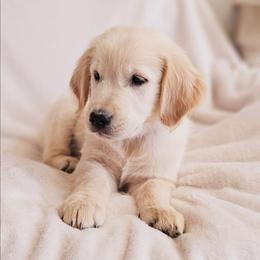 Gray Collar - Dark golden male Golden Retriever puppy in Coarsegold, California from Sierra Hills Retrievers