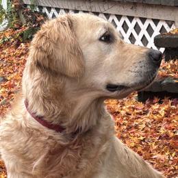 Golden Retrievers from Sons of Mullen Farm