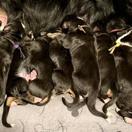 Bernese Mountain Dog puppies from Butter Cup Pups and Paws