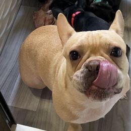 French Bulldog Puppies from D’s Frenchies