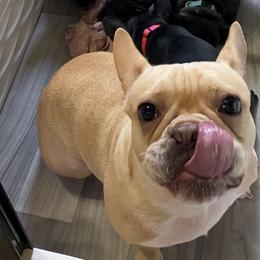 French Bulldog Puppies from D’s Frenchies