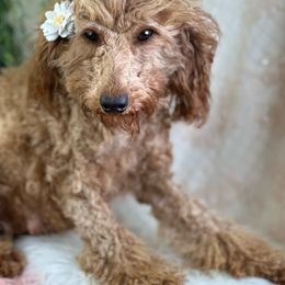 Ruby - Poodle