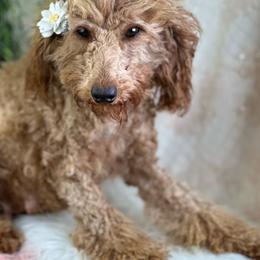Ruby - Poodle