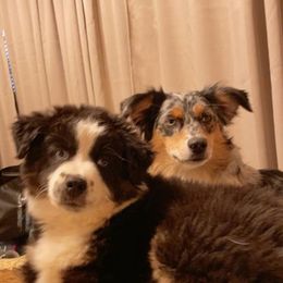 Miniature Australian Shepherd Puppies from Dusty Dogs Miniature Australian Shepherds