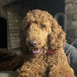 Gracie - Poodle
