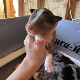 Louie - Blue merle male Australian Shepherd puppy in San Tan Valley, Arizona from SJR AUSSIES