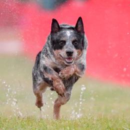 HEMI - Australian Cattle Dog