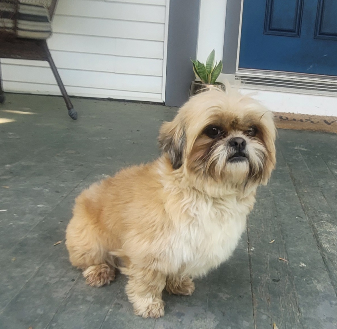 Piper - Shih Tzu