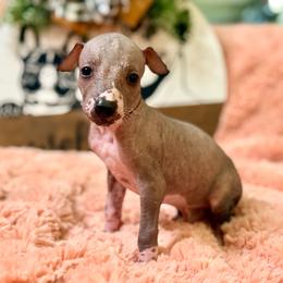 Ñoño - Black and white male Xoloitzcuintli puppy in Victorville, California from Elegancia Vintage Xoloitzcuintle