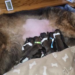 Navy Collar - Reddish brown male Leonberger puppy in Perry County, Pennsylvania from Corazon de Leon Leonbergers