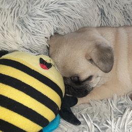 Golden Retriever and Pug Puppies from Ebert Pugs