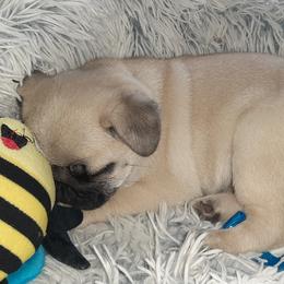 Golden Retriever and Pug Puppies from Ebert Pugs