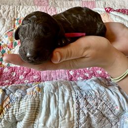Girl 1 - female Poodle puppy in Mc Kinney, Texas from Kenney kennels