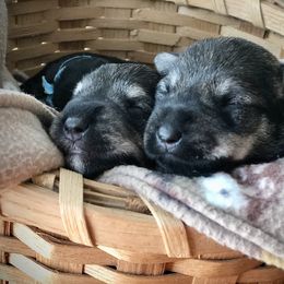 Miniature Schnauzer Puppies from MoonShadows Miniature Schnauzers