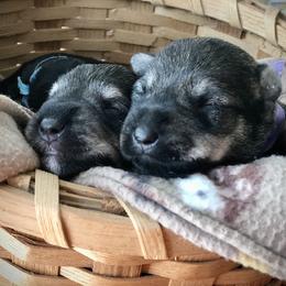 Miniature Schnauzer Puppies from MoonShadows Miniature Schnauzers