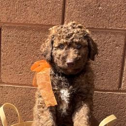 Boone - Chocolate male Labradoodle puppy in St George, Utah from Terra's Swann's Kennels