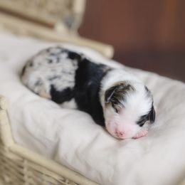 Miniature American Shepherd Puppies from EverSummer Minis