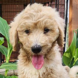 Marigold - Yellow and white female Bernedoodle puppy in Columbia, Missouri from Silver Creek Pups