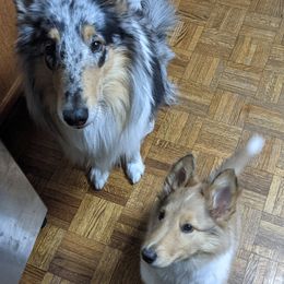 Collie Puppies from Nine Eves
