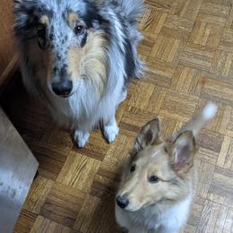Collie Puppies from Nine Eves