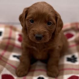 Molly - Red  female Goldendoodle puppy in Kansas City, Kansas from Bella & Ivy’s Mini Goldendoodles of KC