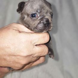 Violet - Blue female French Bulldog puppy in Maplewood, New Jersey from Poos&Bulls Keepsake