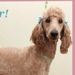 Rosie - Poodle