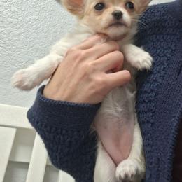 Barbie - Cream and white female Chihuahua puppy in Haines City, Florida from Kassafina Kennel